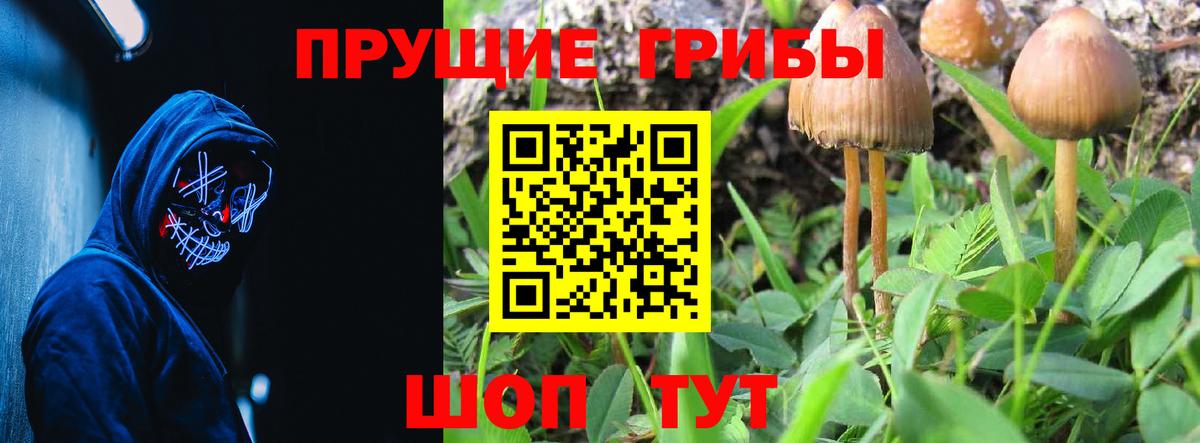Псилоцибиновые грибы прущие грибы Бор